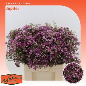 Chamelaucium Jupiter