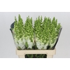 Antirrhinum Potomac White