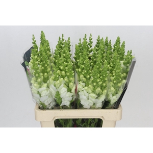 Antirrhinum Potomac White