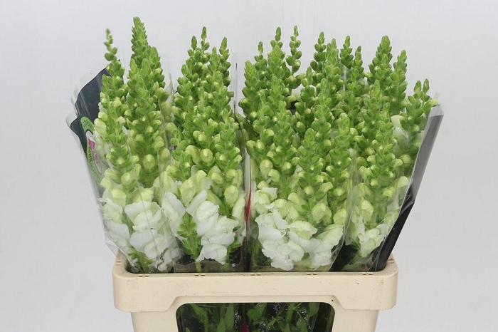 <h4>Antirrhinum Potomac White</h4>