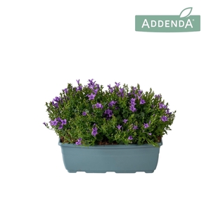 Campanula Ambella Intense Purple Bloembak 27 cm