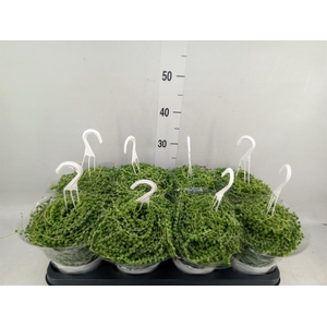 Senecio rowleyanus