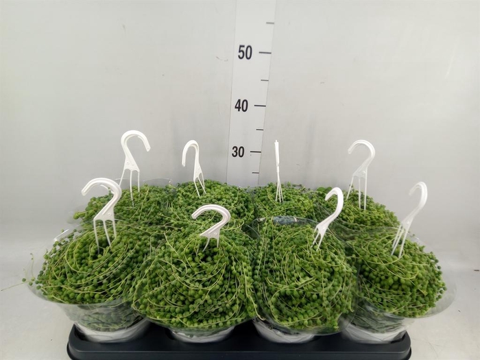 <h4>Senecio rowleyanus</h4>