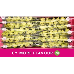 Cymbidium Paddy