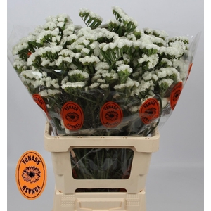 LIM S WH STARL WINGS