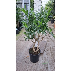 Dracaena