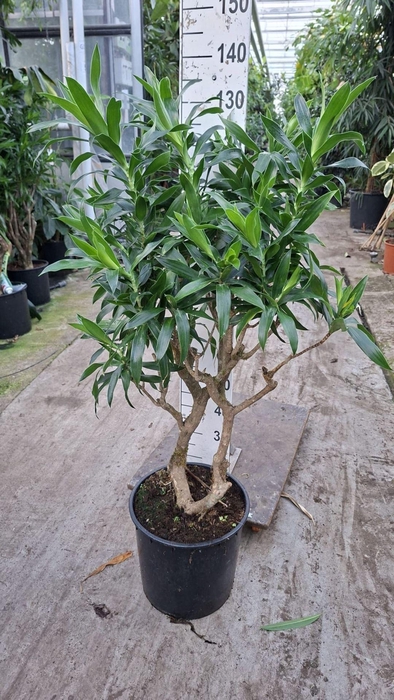 <h4>Dracaena</h4>