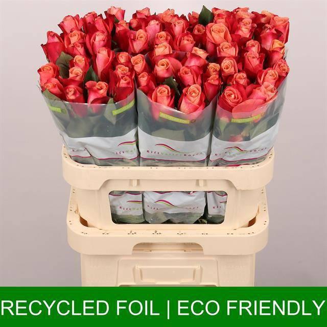 <h4>R GR HELENE</h4>