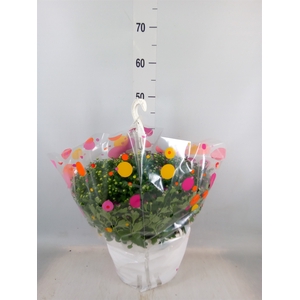 Chrysanthemum  'Skyfall'  ..mix