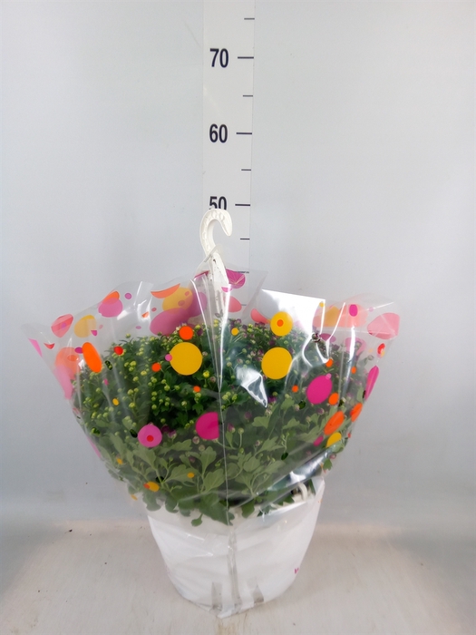 <h4>Chrysanthemum  'Skyfall'  ..mix</h4>
