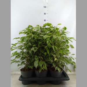 Ficus benja. 'Golden King'