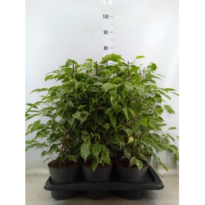 Ficus benja. 'Golden King'