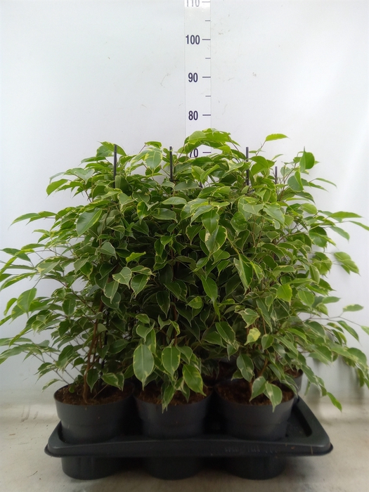 <h4>Ficus benja. 'Golden King'</h4>