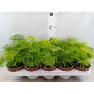 Asparagus setaceus