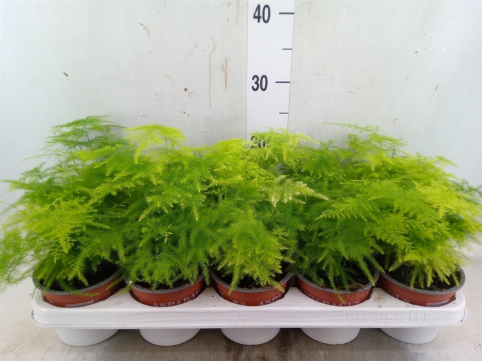 <h4>Asparagus setaceus</h4>