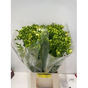 Freesia du Starlight