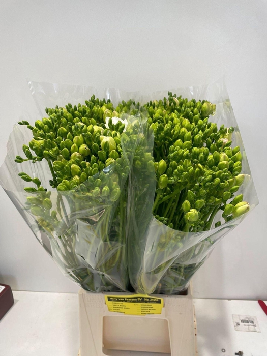 <h4>Freesia du Starlight</h4>