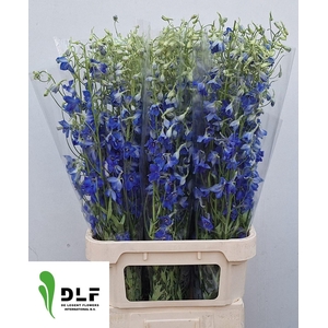 DELPH EN VOLKERFRIED