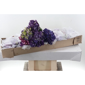 Hydr Purple Tinted Box