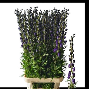 Aconitum Na Pyramidale