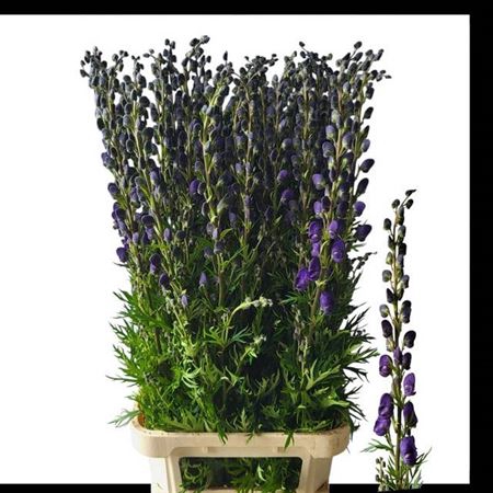 <h4>Aconitum Na Pyramidale</h4>