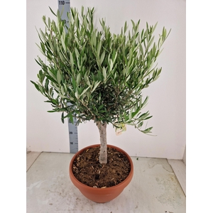 OLEA EUROPAEA