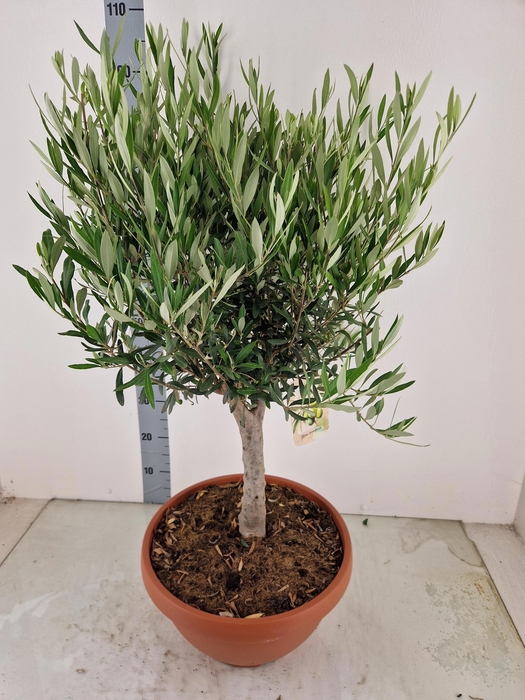 <h4>OLEA EUROPAEA</h4>