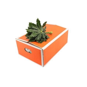 Aralia 25cm Baby