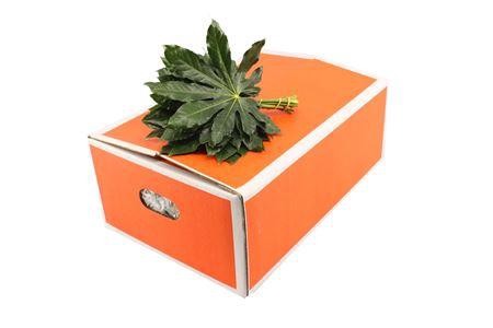 <h4>Aralia 25cm Baby</h4>