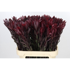 Leucadendron Saf Sunset Dark R.
