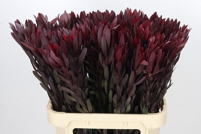 <h4>Leucadendron Saf Sunset Dark R.</h4>