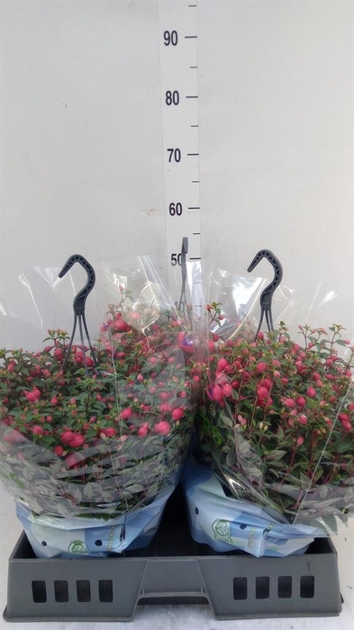 <h4>Fuchsia  'Bella Fuchsia Olivia'</h4>