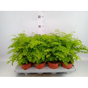 Adiantum raddi. 'Fragrans'