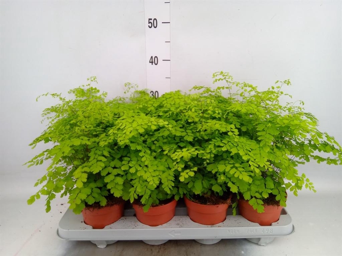 Adiantum raddi. 'Fragrans'