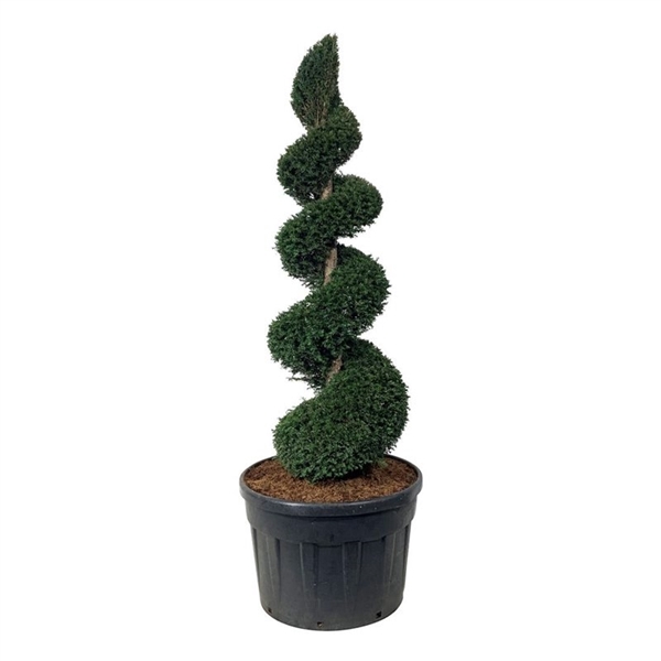 <h4>Taxus baccata</h4>