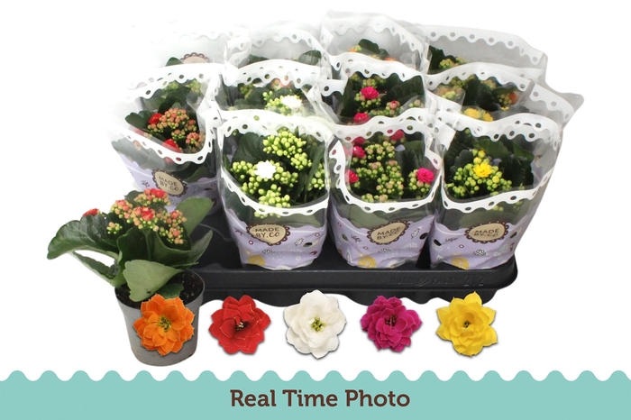 <h4>Kal Ge Gem 5 Kl</h4>