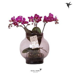 Kolibri Orchids Phalaenopsis Roots violet in glas bowl lila