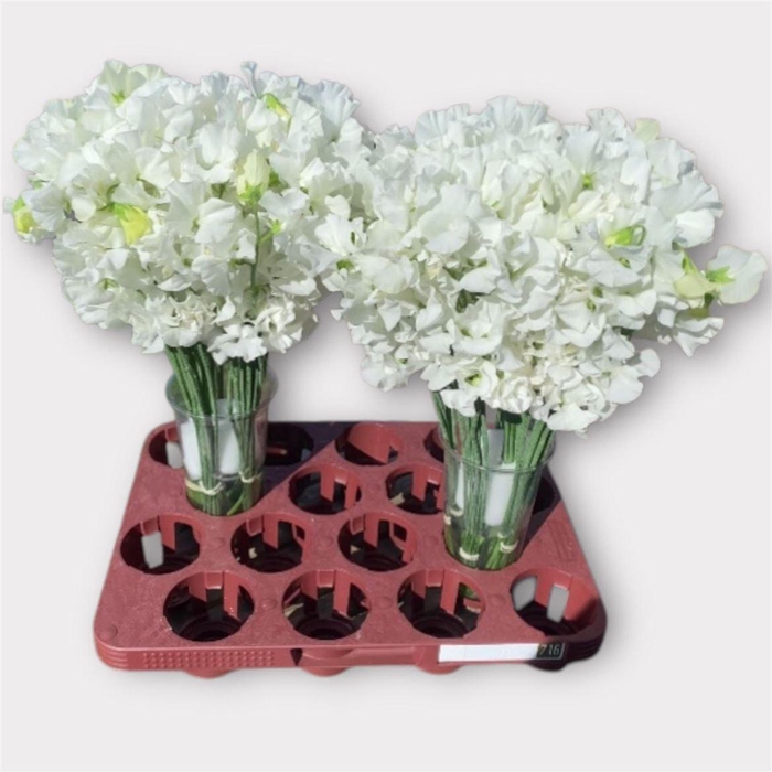 <h4>Lathyr Wi Sunshine White</h4>