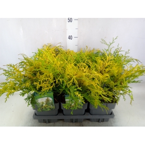 Conifers   ...