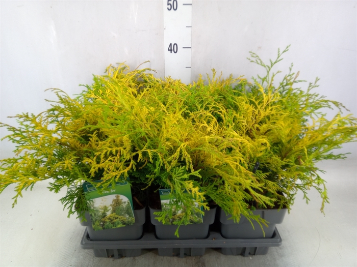 <h4>Conifers   ...</h4>