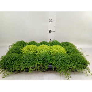 Soleirolia soleirolii   ...mix 2