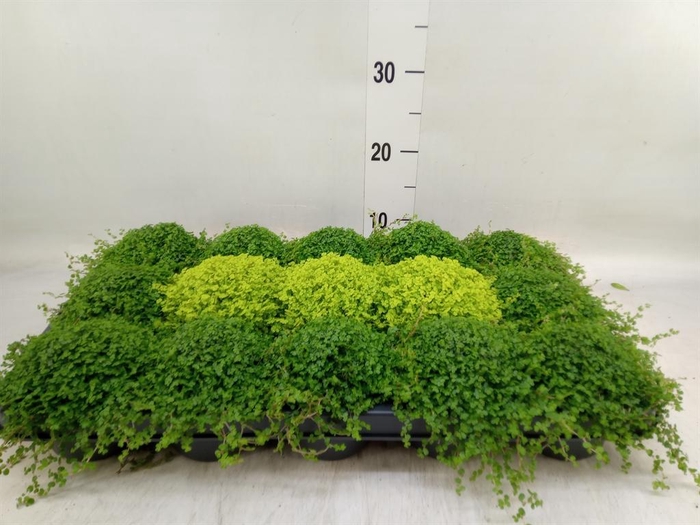 <h4>Soleirolia soleirolii   ...mix 2</h4>