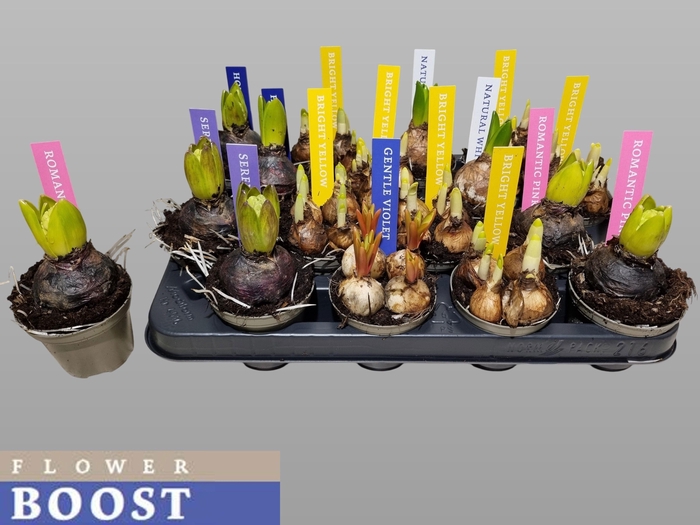 <h4>BOLBLOEMEN GEM</h4>