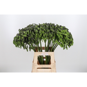 Agapanthus Zaad