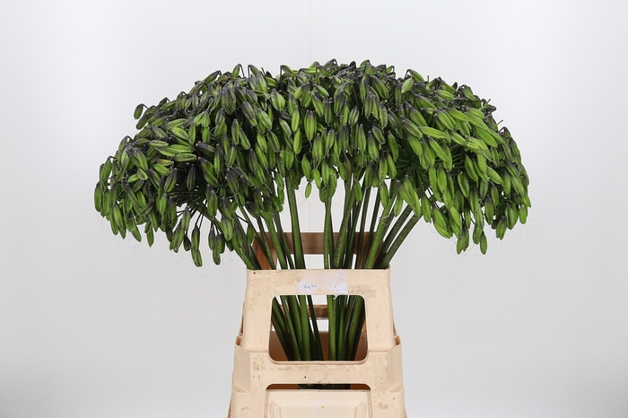 <h4>Agapanthus Zaad</h4>