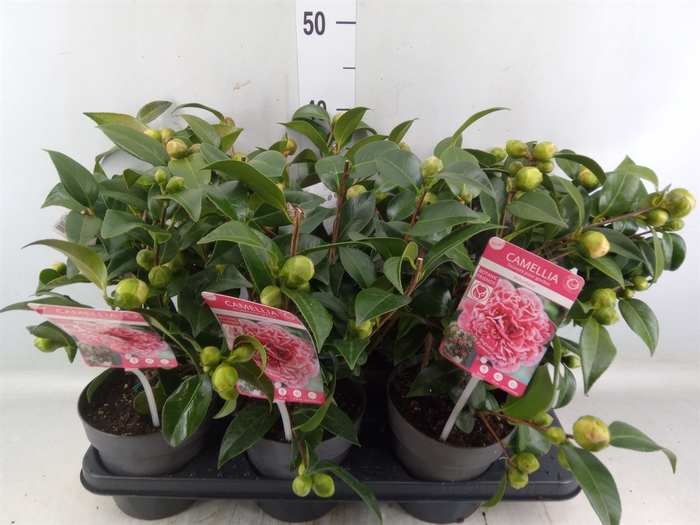 <h4>Camellia japonica</h4>