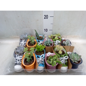Succulents   ...