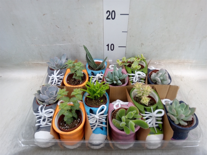 <h4>Succulents   ...</h4>
