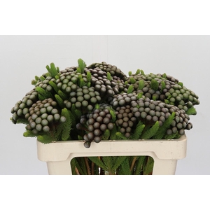 Kaaps Groen Albiflora