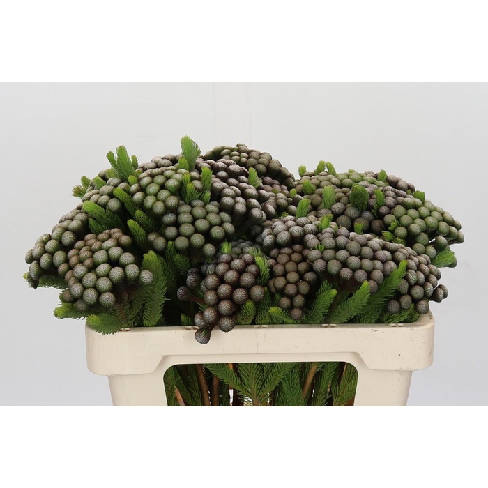 <h4>Kaaps Groen Albiflora</h4>